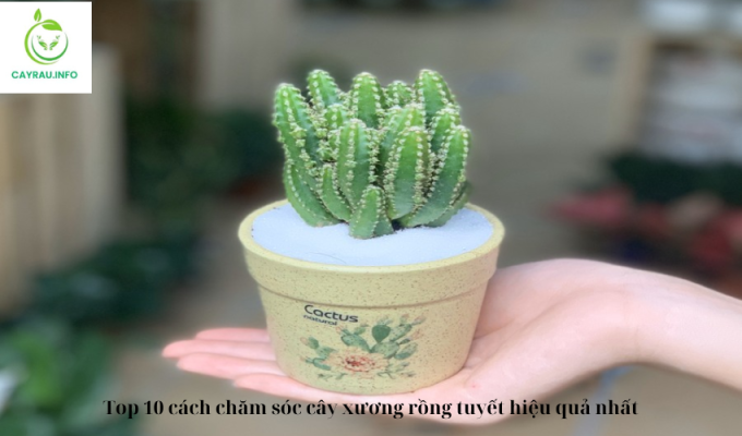 Top 10 cách chăm sóc cây xương rồng tuyết hiệu quả nhất