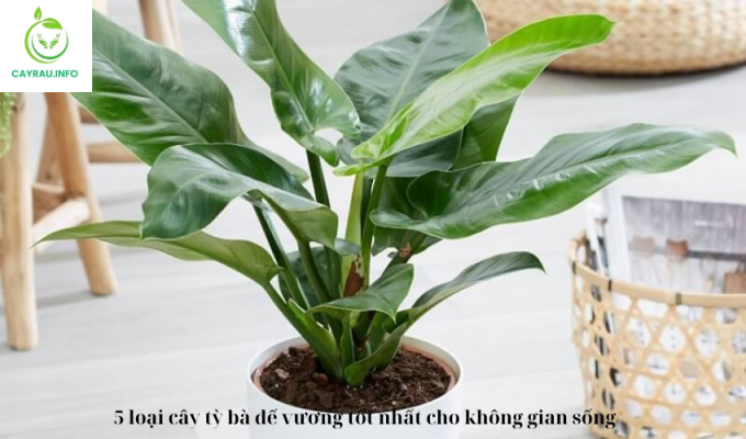 5 loại cây tỳ bà đế vương tốt nhất cho không gian sống