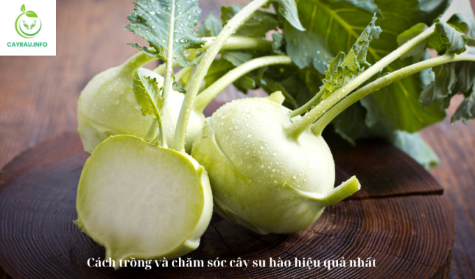 Cách trồng và chăm sóc cây su hào hiệu quả nhất