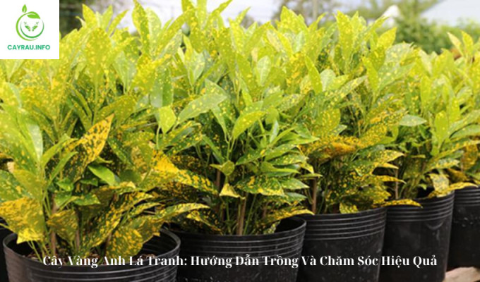 Cây Vàng Anh Lá Tranh: Hướng Dẫn Trồng Và Chăm Sóc Hiệu Quả