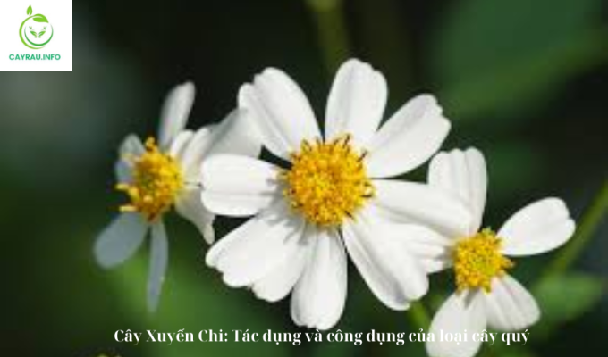 Cây Xuyến Chi: Tác dụng và công dụng của loại cây quý